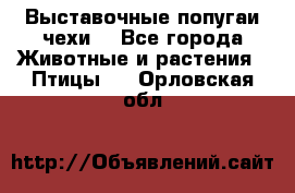 Выставочные попугаи чехи  - Все города Животные и растения » Птицы   . Орловская обл.